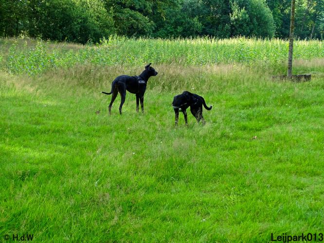 Leijpark013 12 juli 2021 Beestenboel 