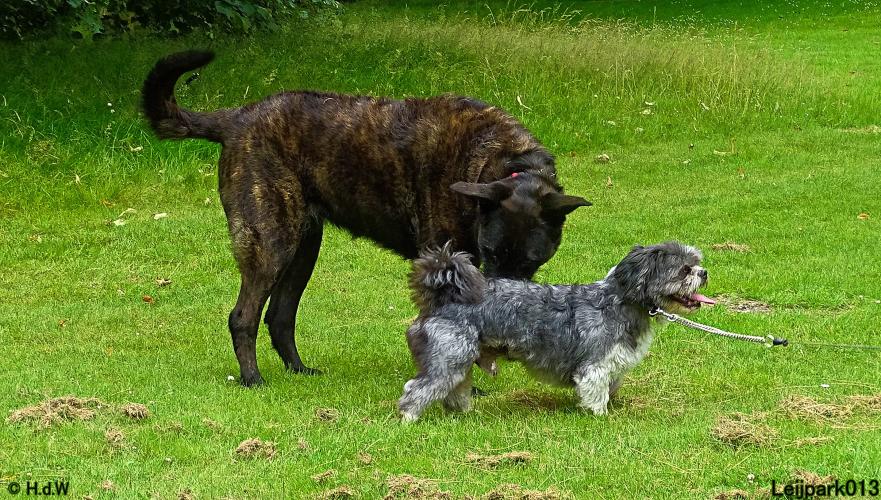 Leijpark013 12 juli 2021 Beestenboel 