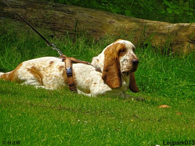 Leijpark013 12 juli 2021 Beestenboel 