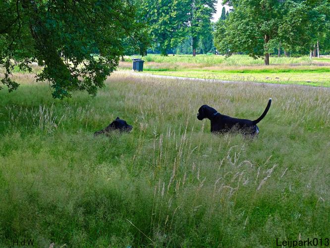 Leijpark013 12 juli 2021 Beestenboel 