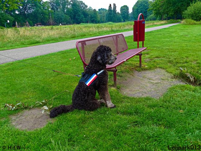 Leijpark013 12 juli 2021 Beestenboel 