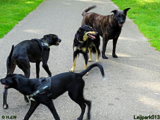 Leijpark013 12 juli 2021 Beestenboel 