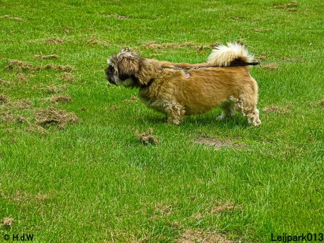 Leijpark013 12 juli 2021 Beestenboel 