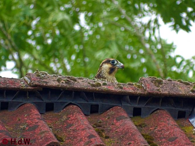 Leijpark013 Slechtvalk