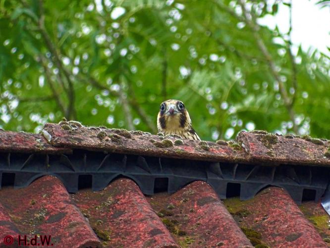 Leijpark013 Slechtvalk