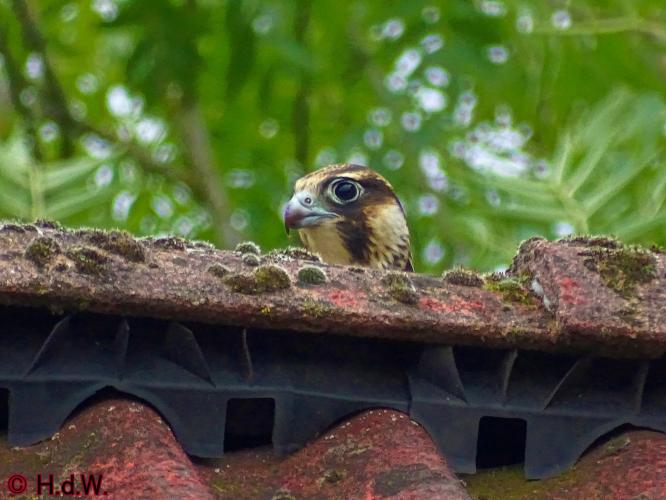 Leijpark013 Slechtvalk