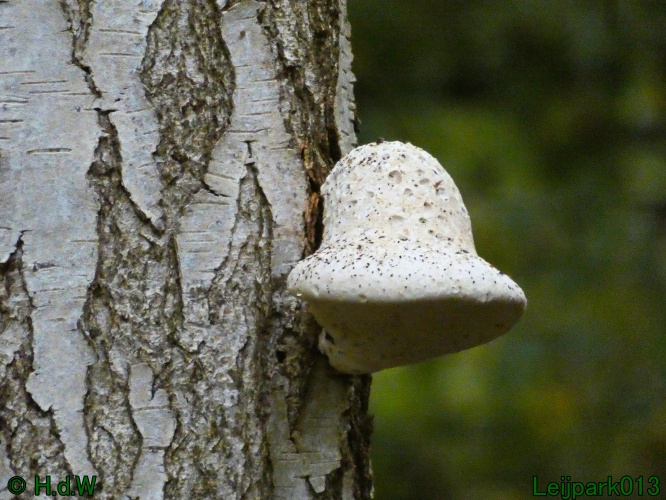 2 &amp; 3 &amp; 4 &amp; 5 November 2024