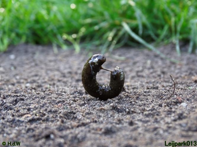 Leijpark013 26 & 27 & 28 September 2021 