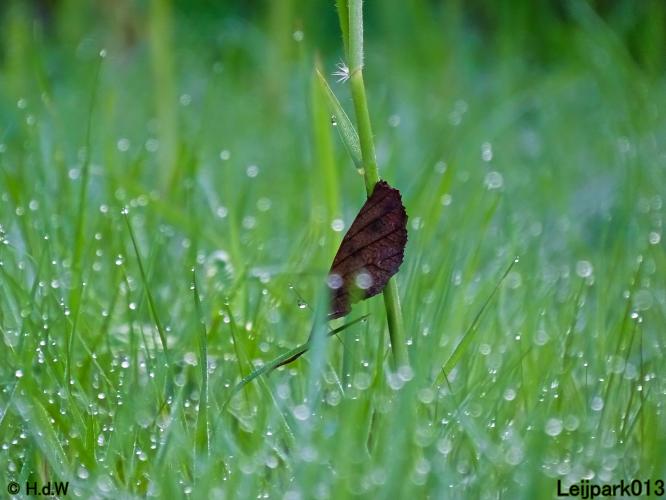 Leijpark013 26 & 27 & 28 September 2021 