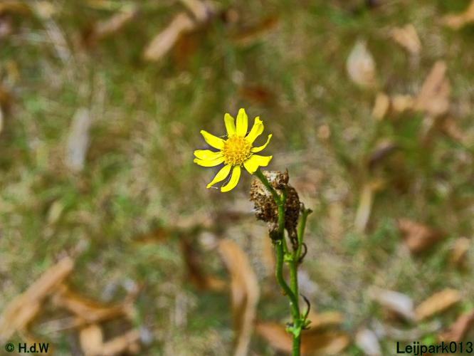 Leijpark013 26 & 27 & 28 September 2021 