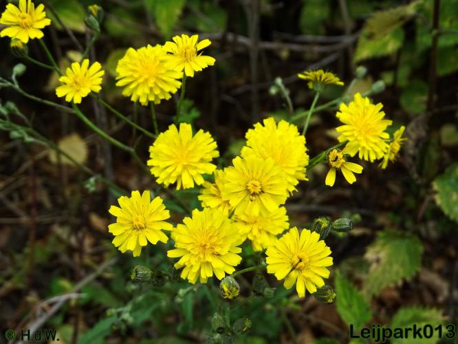 Leijpark013 Klein streepzaad