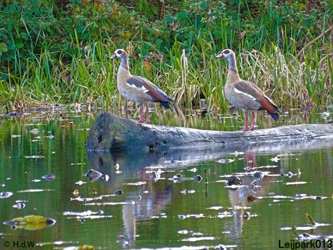 Leijpark013  18&amp; 19 &amp; 20 november 2021 