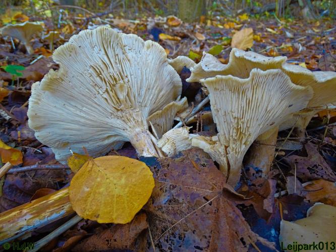 Leijpark013  18&amp; 19 &amp; 20 november 2021 