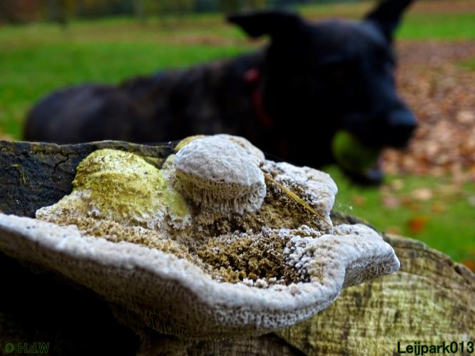 Leijpark013  18&amp; 19 &amp; 20 november 2021 