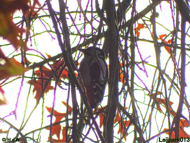 Leijpark013  18&amp; 19 &amp; 20 november 2021 