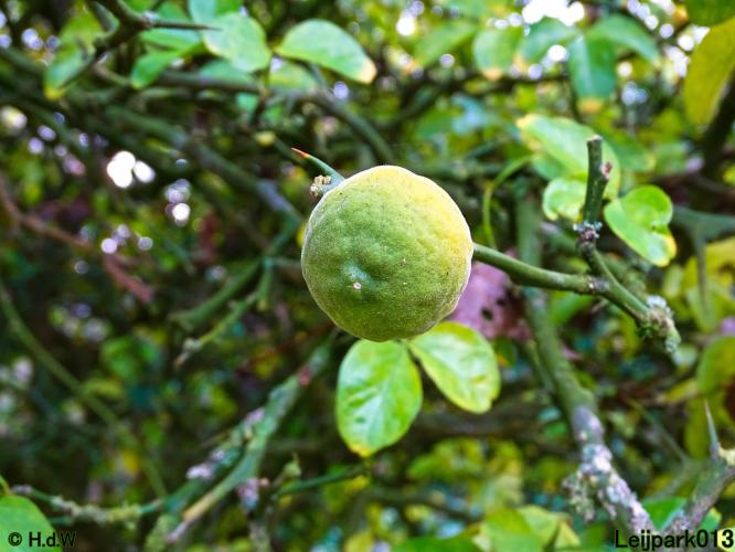 Leijpark013  18&amp; 19 &amp; 20 november 2021 