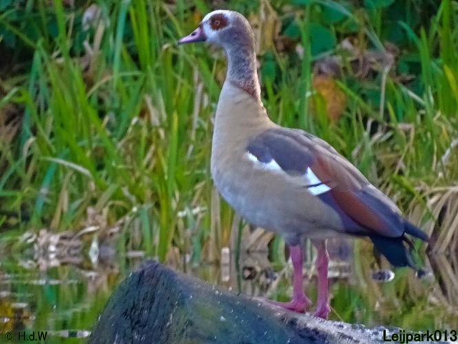 Leijpark013  18&amp; 19 &amp; 20 november 2021 