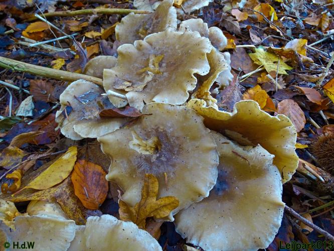 Leijpark013  18&amp; 19 &amp; 20 november 2021 