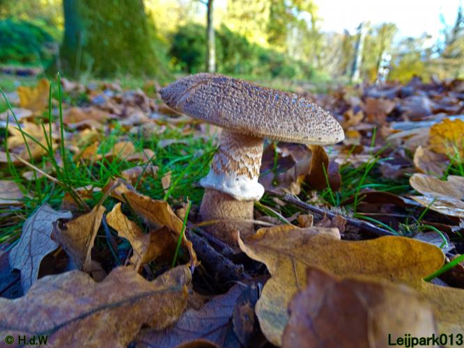 Leijpark013  18&amp; 19 &amp; 20 november 2021 