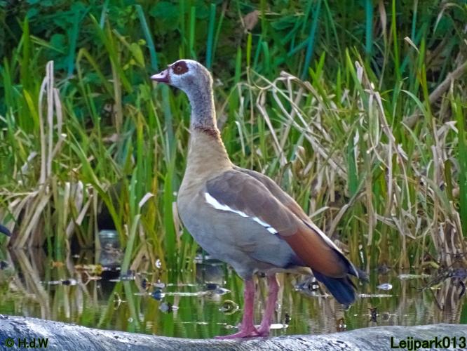 Leijpark013  18&amp; 19 &amp; 20 november 2021 