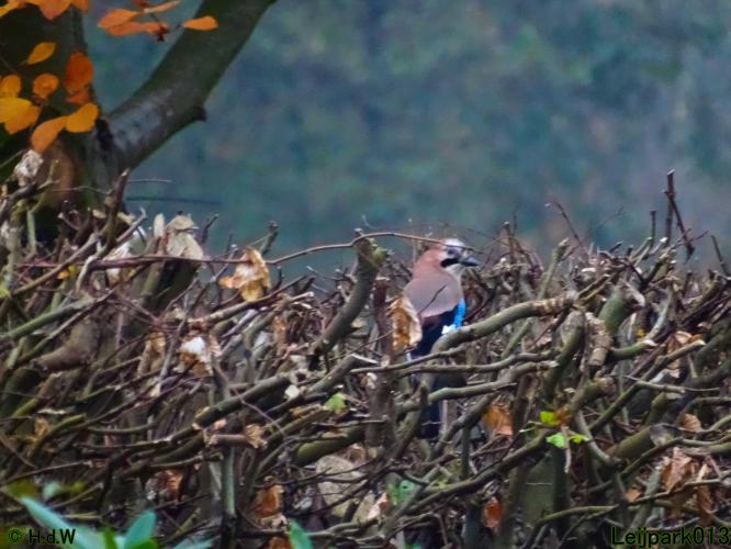 Leijpark013  18&amp; 19 &amp; 20 november 2021 