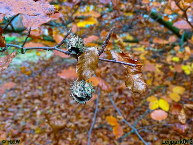 Leijpark013  18&amp; 19 &amp; 20 november 2021 