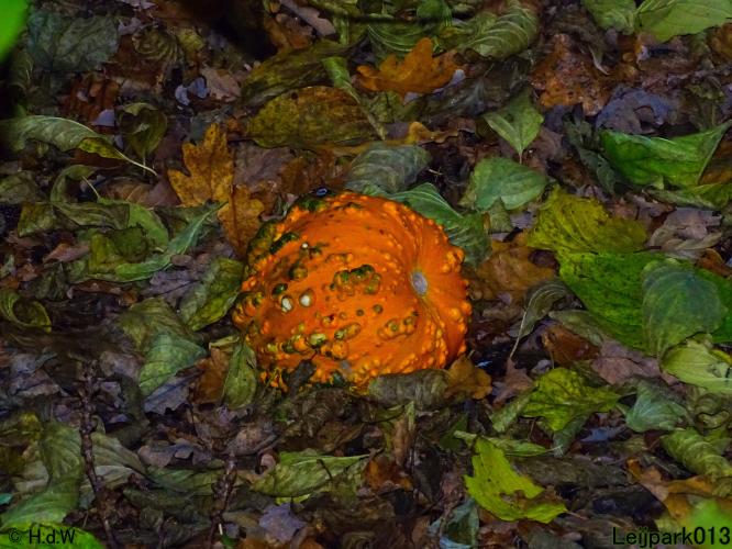 Leijpark013  18&amp; 19 &amp; 20 november 2021 