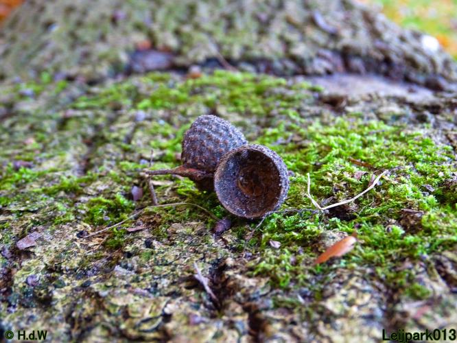 Leijpark013  18&amp; 19 &amp; 20 november 2021 