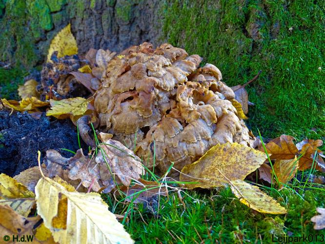 Leijpark013  18&amp; 19 &amp; 20 november 2021 