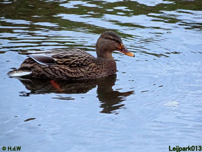 Leijpark013  18&amp; 19 &amp; 20 november 2021 