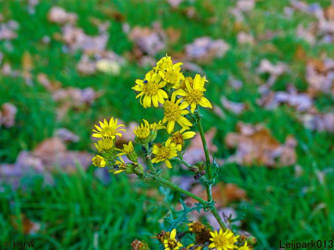 Leijpark013  18&amp; 19 &amp; 20 november 2021 