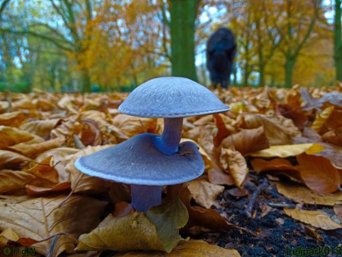 Leijpark013 Paarse schijnridderzwam (dubbeldek-zwam)