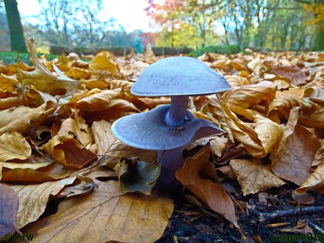 Leijpark013 Paarse schijnridderzwam (dubbeldek-zwam)