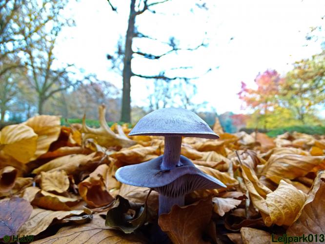 Leijpark013 Paarse schijnridderzwam (dubbeldek-zwam)