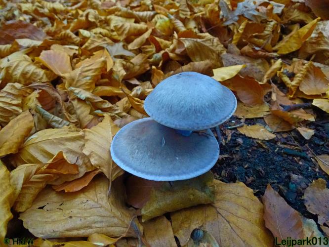 Leijpark013 Paarse schijnridderzwam (dubbeldek-zwam)