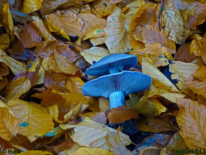 Leijpark013 Paarse schijnridderzwam (dubbeldek-zwam)