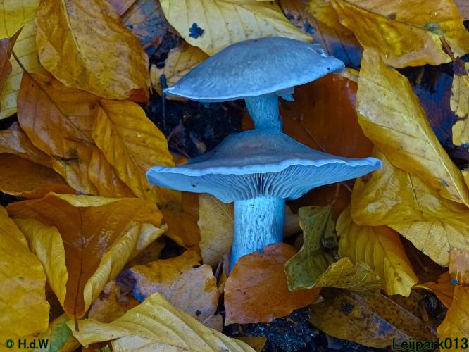 Leijpark013 Paarse schijnridderzwam (dubbeldek-zwam)