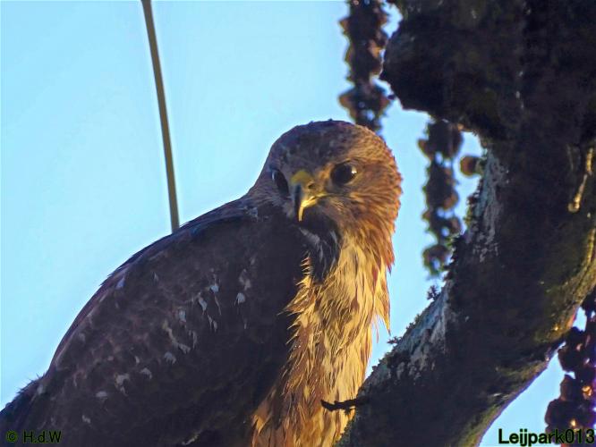 Leijpark013 Buzerd 