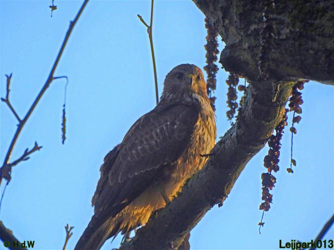 Leijpark013 Buzerd 