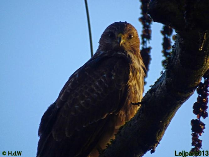 Leijpark013 Buzerd 