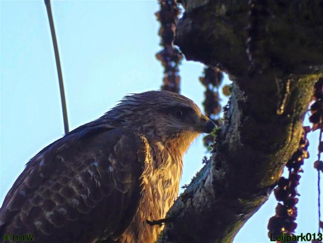 Leijpark013 Buzerd 