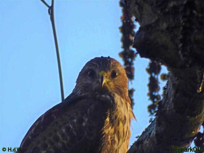 Leijpark013 Buzerd 