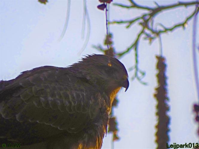 Leijpark013 Buzerd 