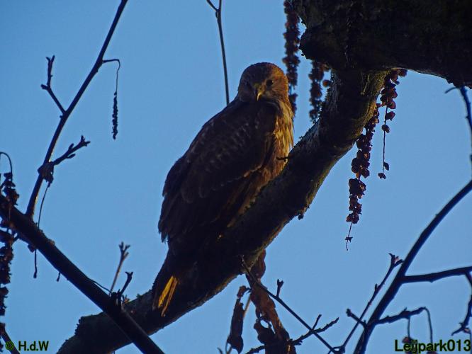 Leijpark013 Buzerd 