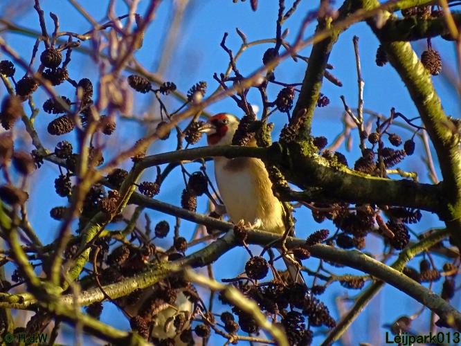 Leijpark013 12 &amp; 13 &amp; 14 januari 2022 wat een verschil de ene met de andere dag 