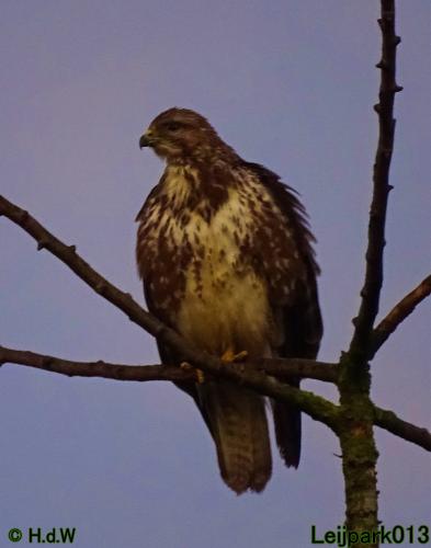 Leijpark013 12 &amp; 13 &amp; 14 januari 2022 wat een verschil de ene met de andere dag 