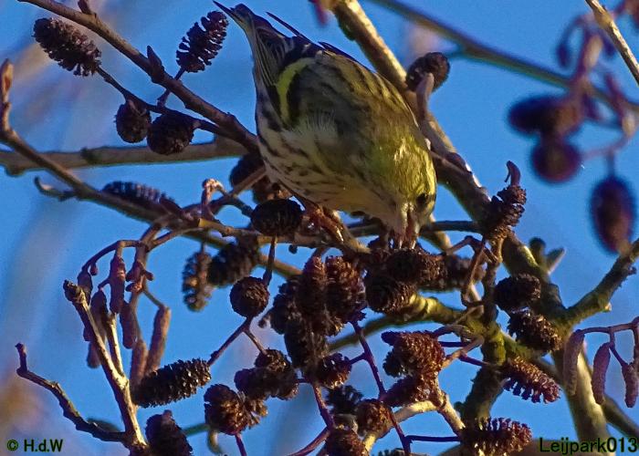Leijpark013 12 &amp; 13 &amp; 14 januari 2022 wat een verschil de ene met de andere dag 