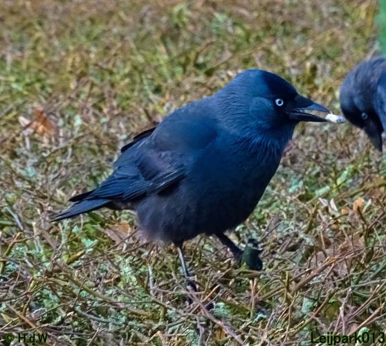 Leijpark013 12 &amp; 13 &amp; 14 januari 2022 wat een verschil de ene met de andere dag 