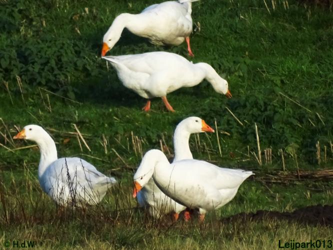 Leijpark013 12 &amp; 13 &amp; 14 januari 2022 wat een verschil de ene met de andere dag 