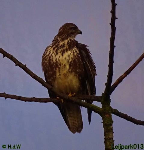 Leijpark013 12 &amp; 13 &amp; 14 januari 2022 wat een verschil de ene met de andere dag 